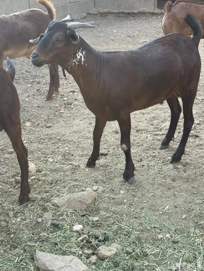 تيوس مناسبات سمان شحم ومضمومه ولله الحمد 5