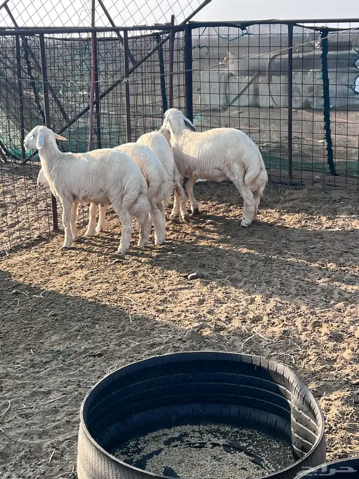 طليان جذعان 14