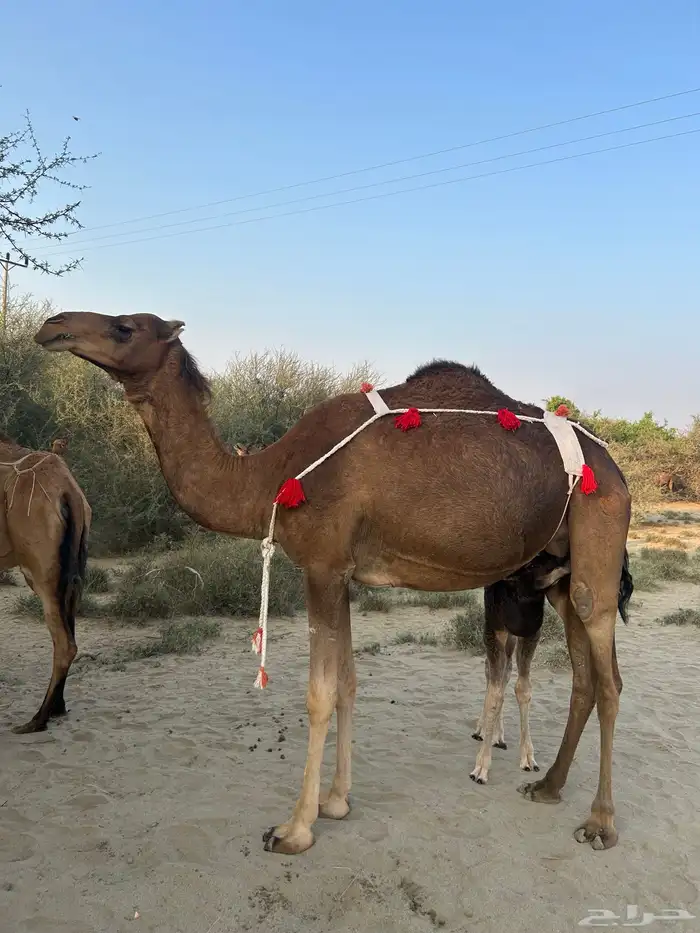 خلفه ساحليه ثنيه مشروطه 0