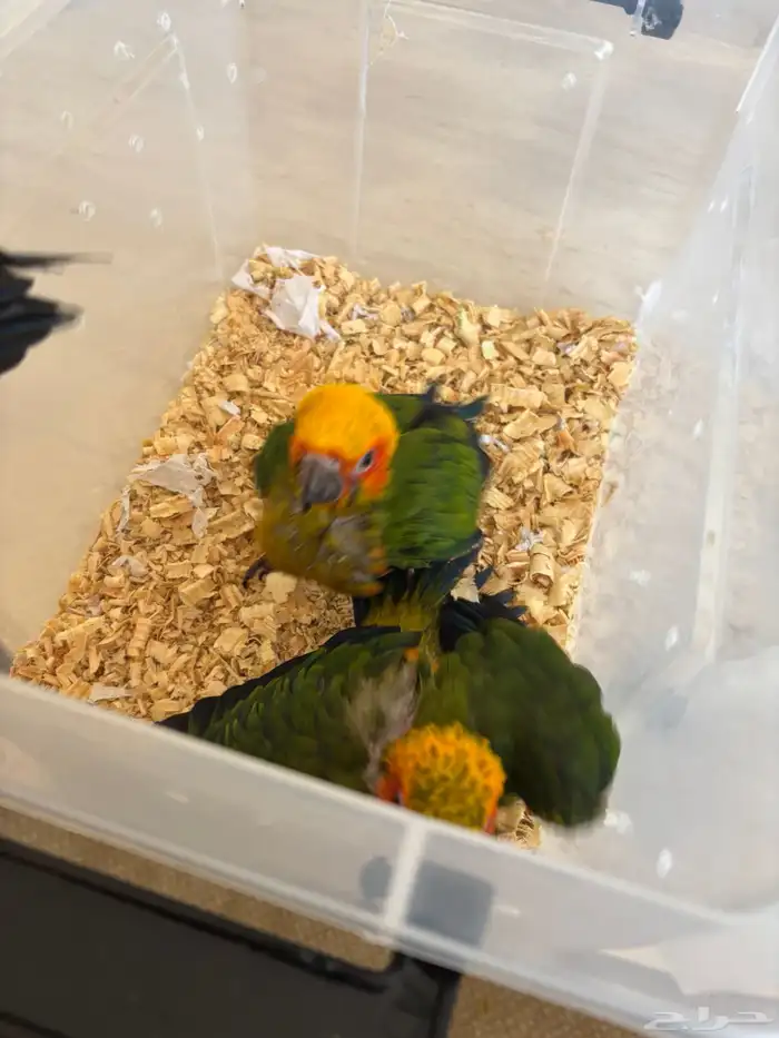 فروخ صن كنيور 2