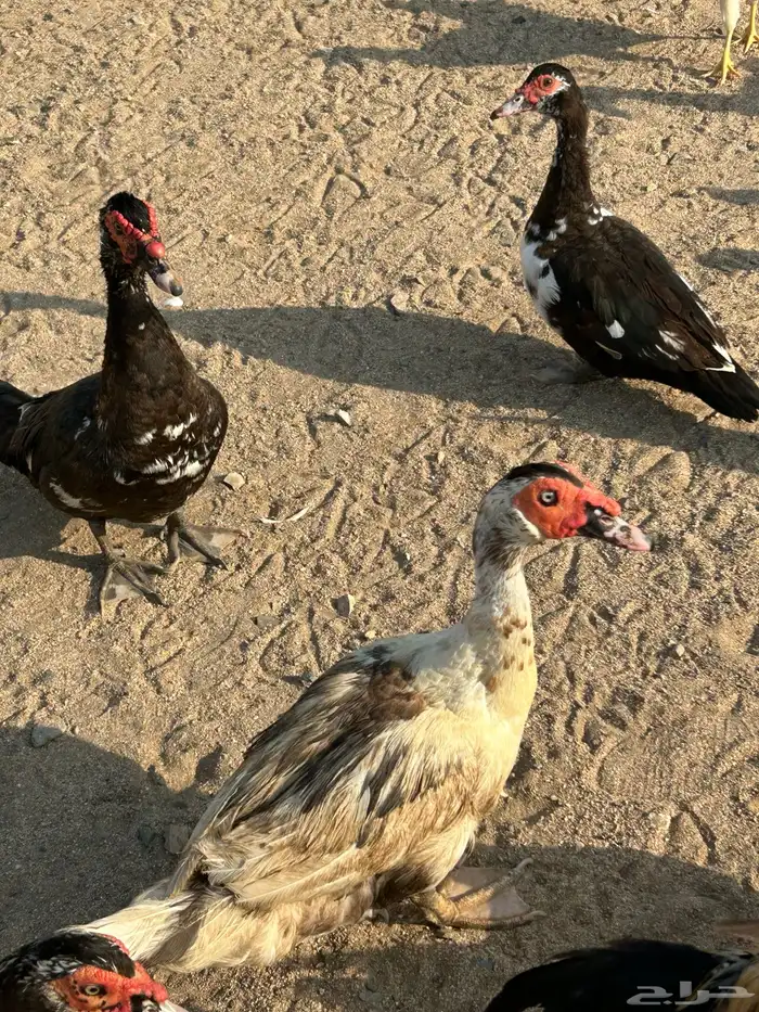 بط ذكرين وانثي 3