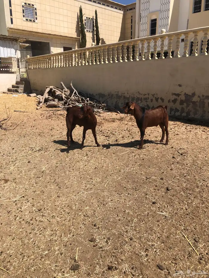 تيوس فحول نظيفة 8