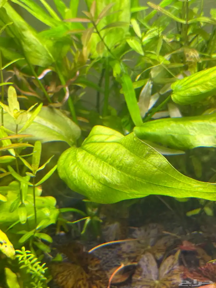 احواض سمك aquarium مزروعة  ونباتات مائية   تصاميم إحترافية 25