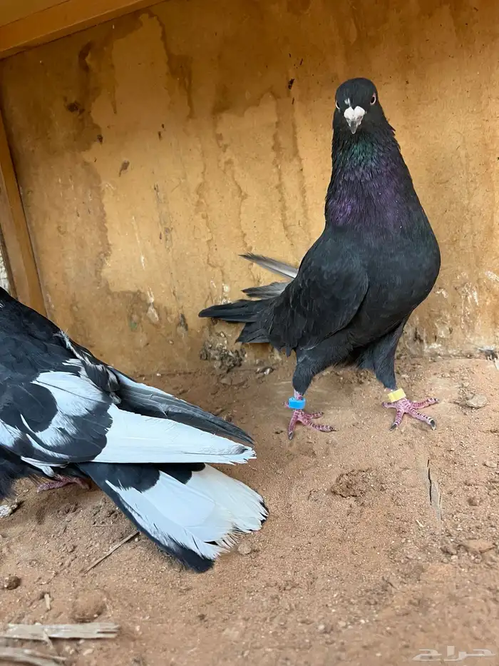 حمام قطيفي 6