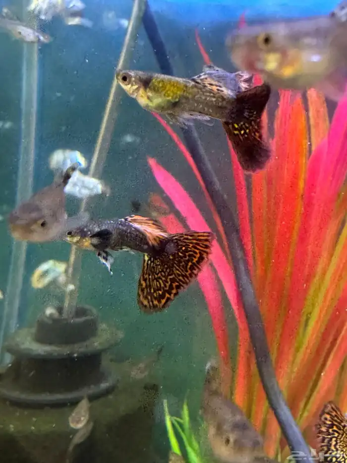 سمك زينة جوبي نوادر 2