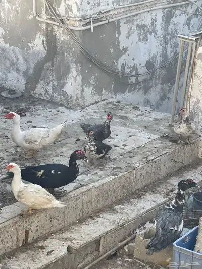 للبيع بط index