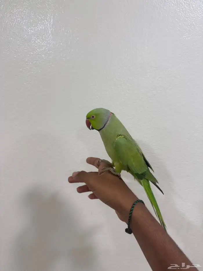 للبيع ذكر دره 0