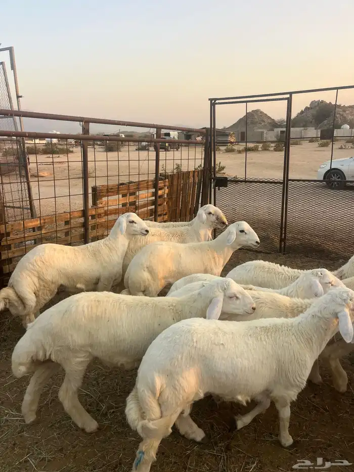 طليان حريه مع الذبح وتوصيل207تقيم إيجابي ولله الحمد 0