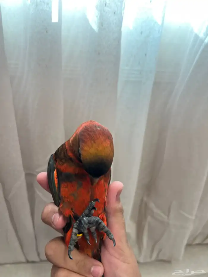 لوري دوسكي الليف حمامه هدد نشبه نهاية غر 8