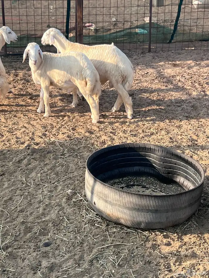 طليان جذعان 19