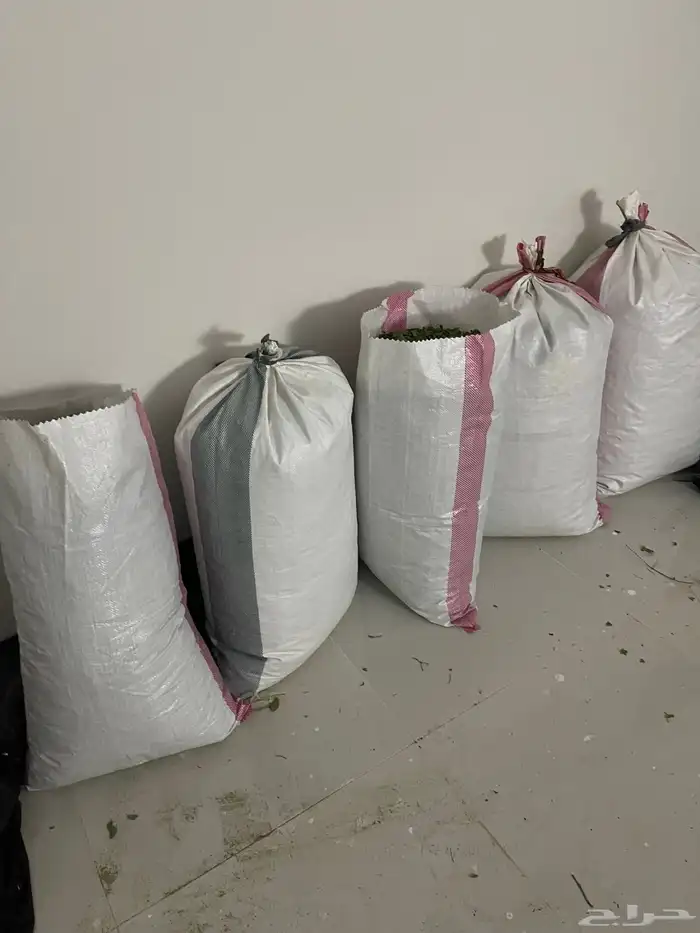 السدر البلدي انا بنفسي اقصه وجففه واطحنه شي ذمه ومانه 7