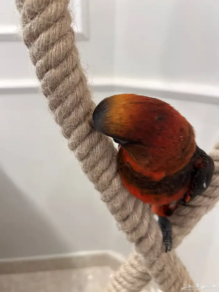 لوري دوسكي الليف حمامه هدد نشبه نهاية غر 10