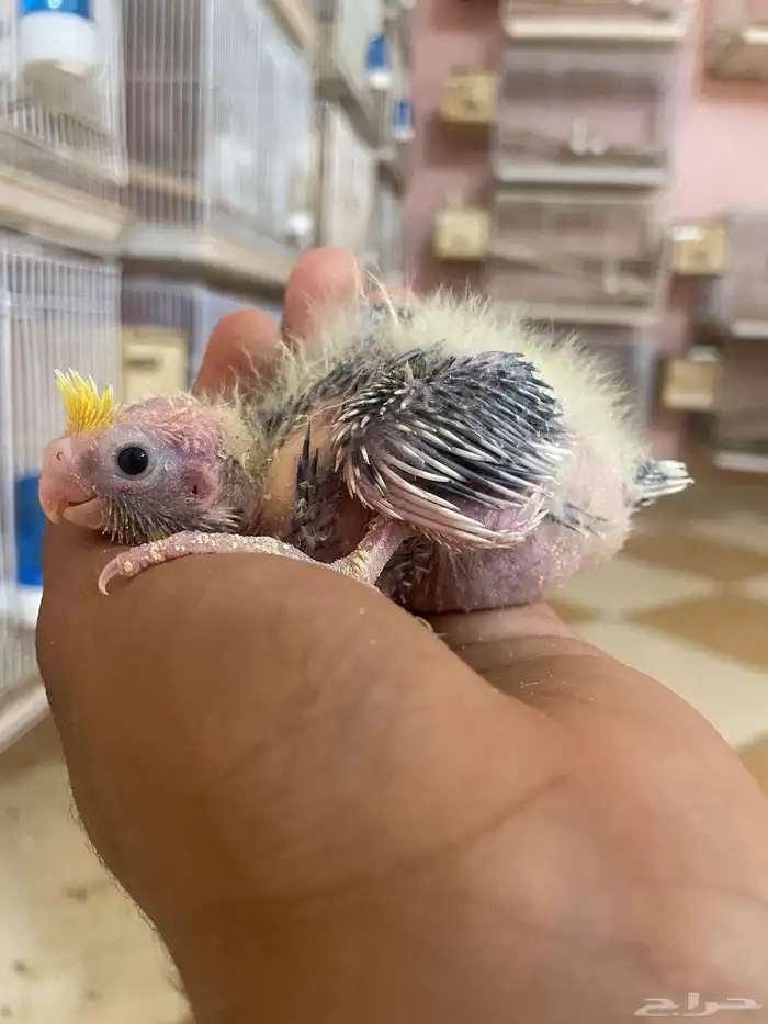 ولله الحمد والمنه توفرت من جديد فروخ كروانات وروزات 1