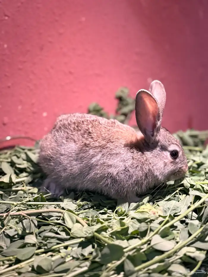 ارانب صغيره لطيفه وجميله 6