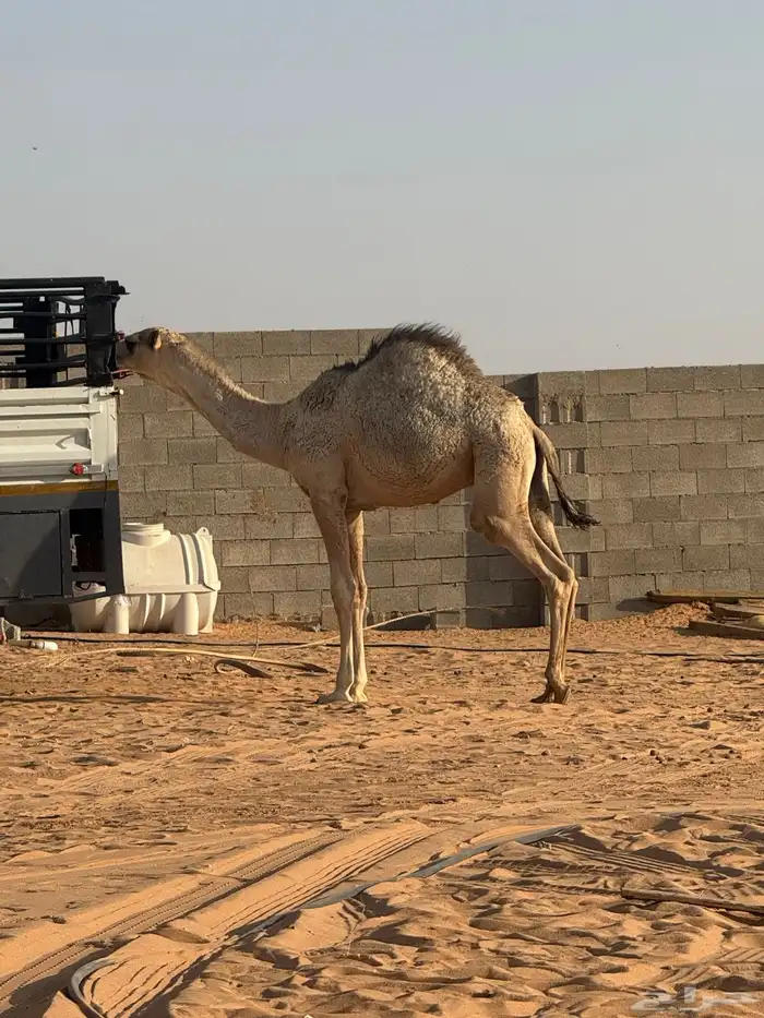 قعود كفو على حليب امه 2