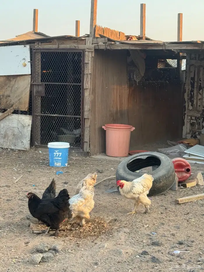 دجاج براهما للبيع 3