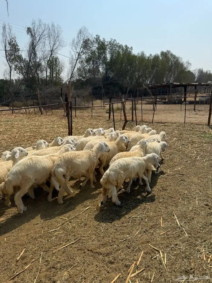 بهم تربيه للبيع 2