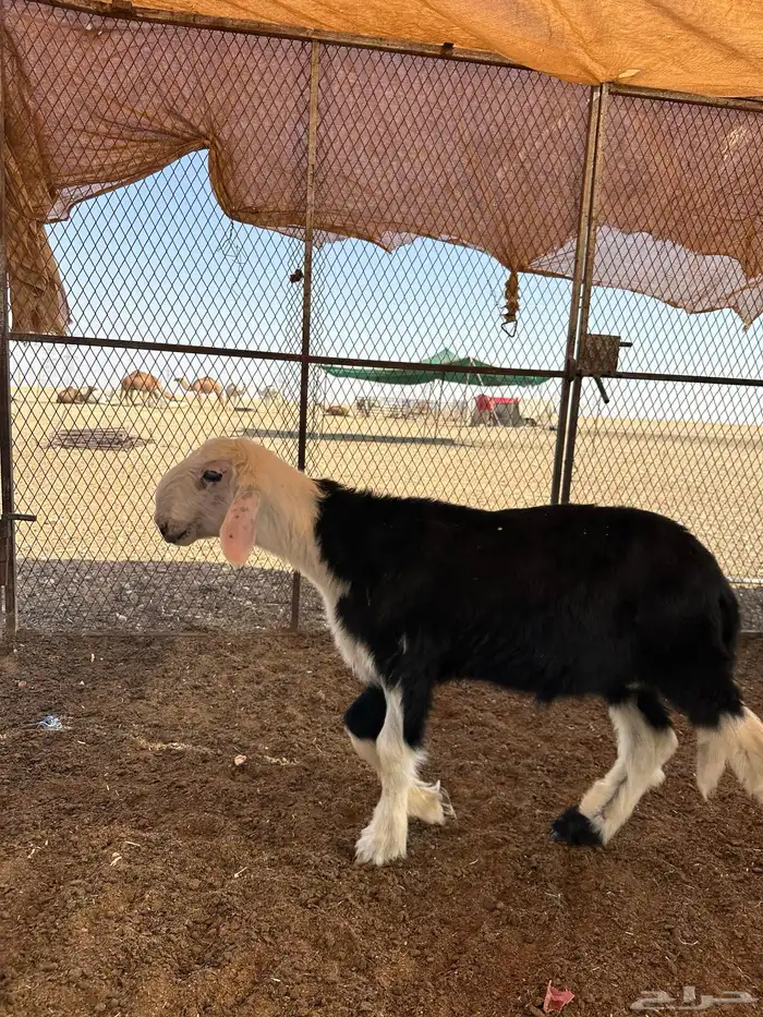 خروف نجدي صنف السوم وصل 2500 4