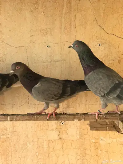 حمام قطيفي   قلابي index