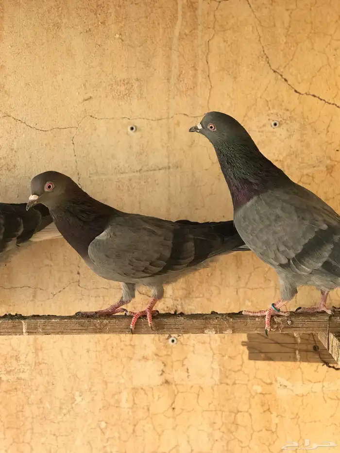 حمام قطيفي   قلابي 10