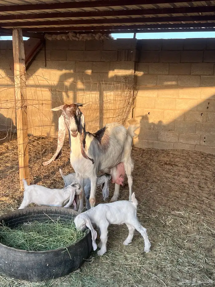 عنز هولدينه يتبعها 3 تيوس 0