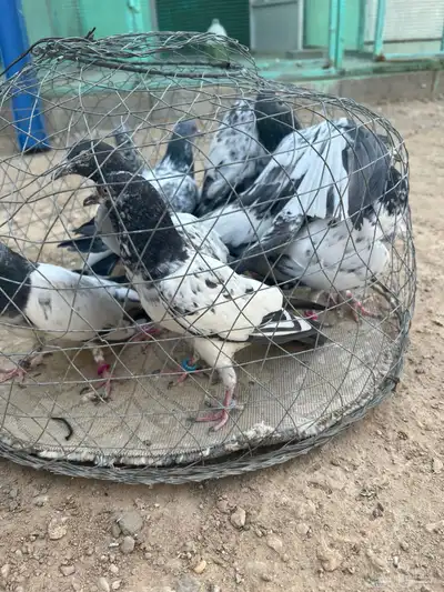 حمام باكستاني index