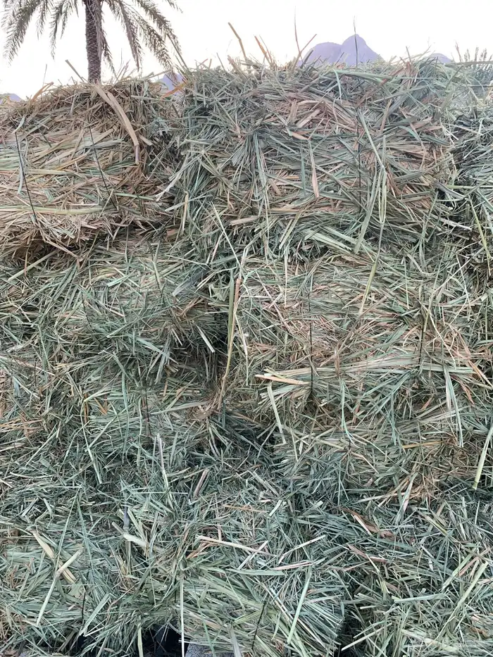 علف بونيكام 1