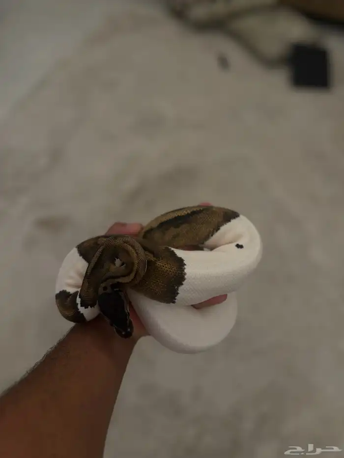 بول بايثون 1