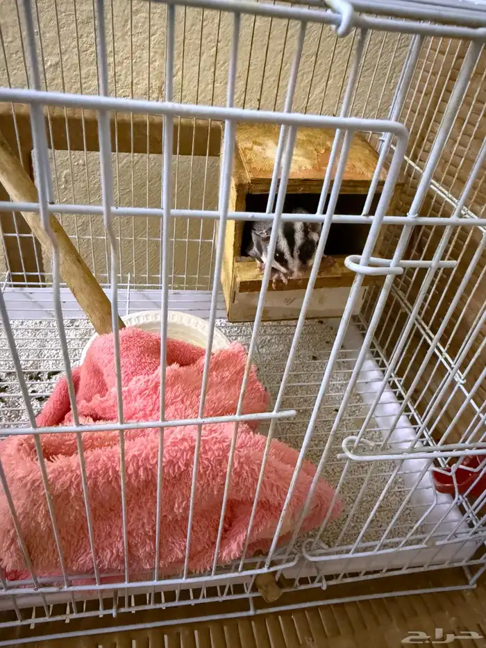 سنجاب طائر ( شوقر قلايدر ) 0