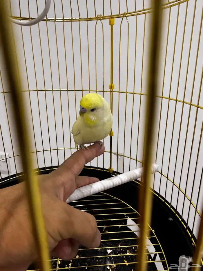 زوج بادجي للبيع 0