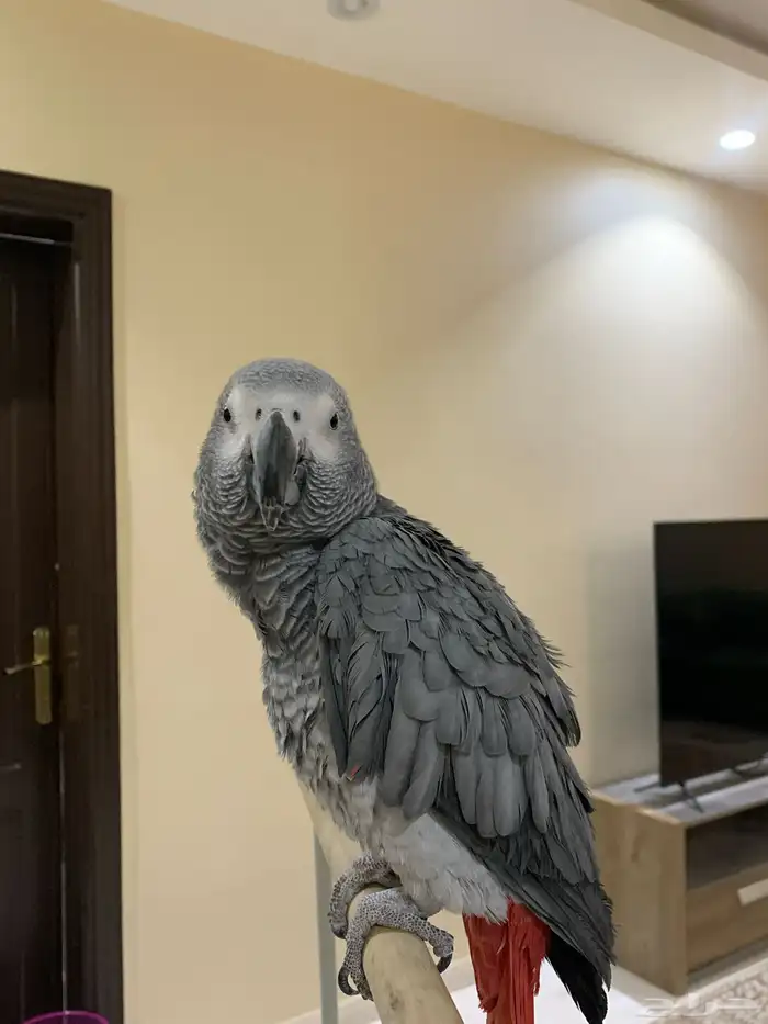 ببغاء كاسكو 0