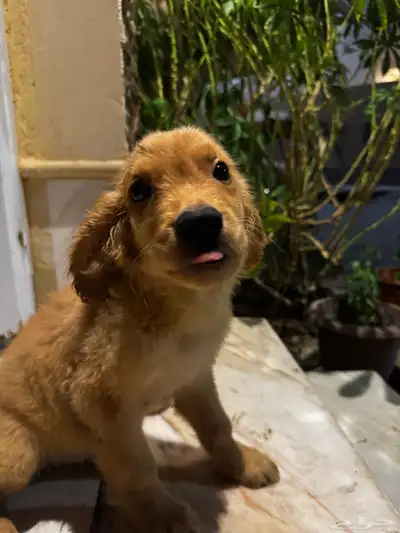 pure golden retriever index