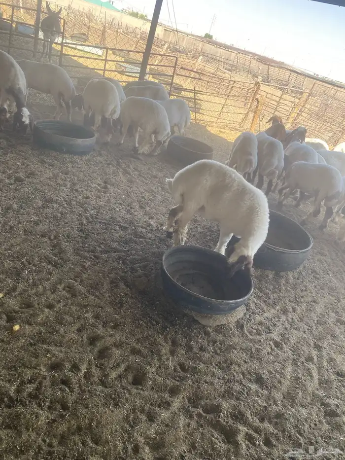 جذعات نعيم 6