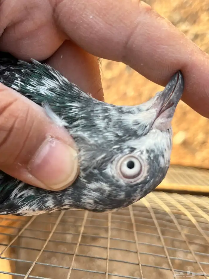 للبيع جوز تيدي جنسرا 2