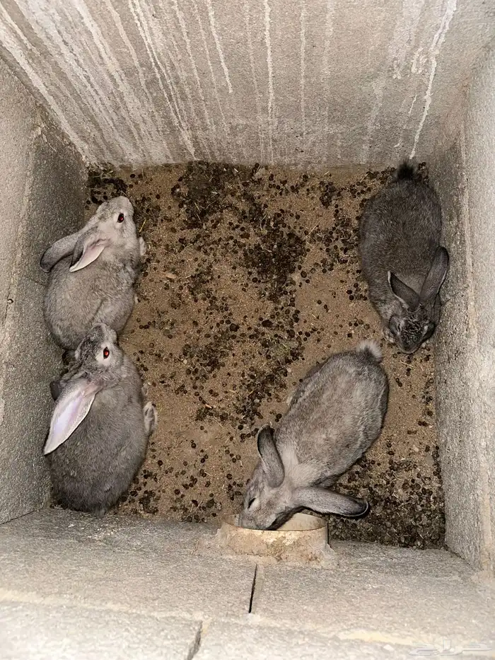 ارانب ذكور للبيع 2