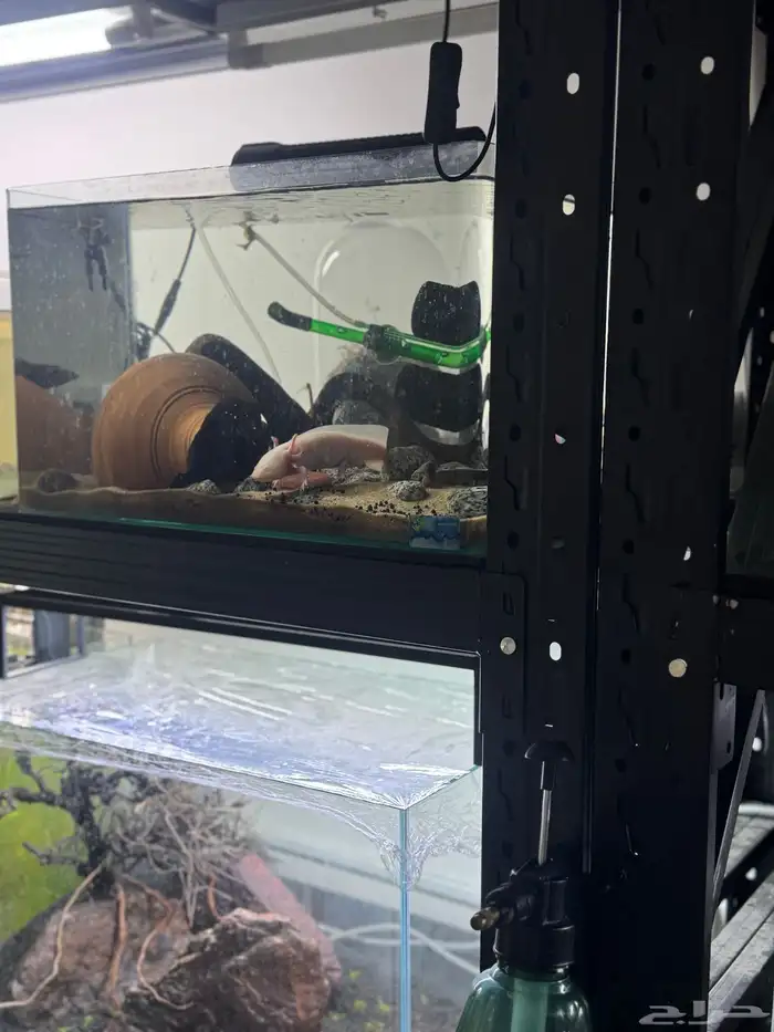 احواض سمك aquarium مزروعة  ونباتات مائية   تصاميم إحترافية 6