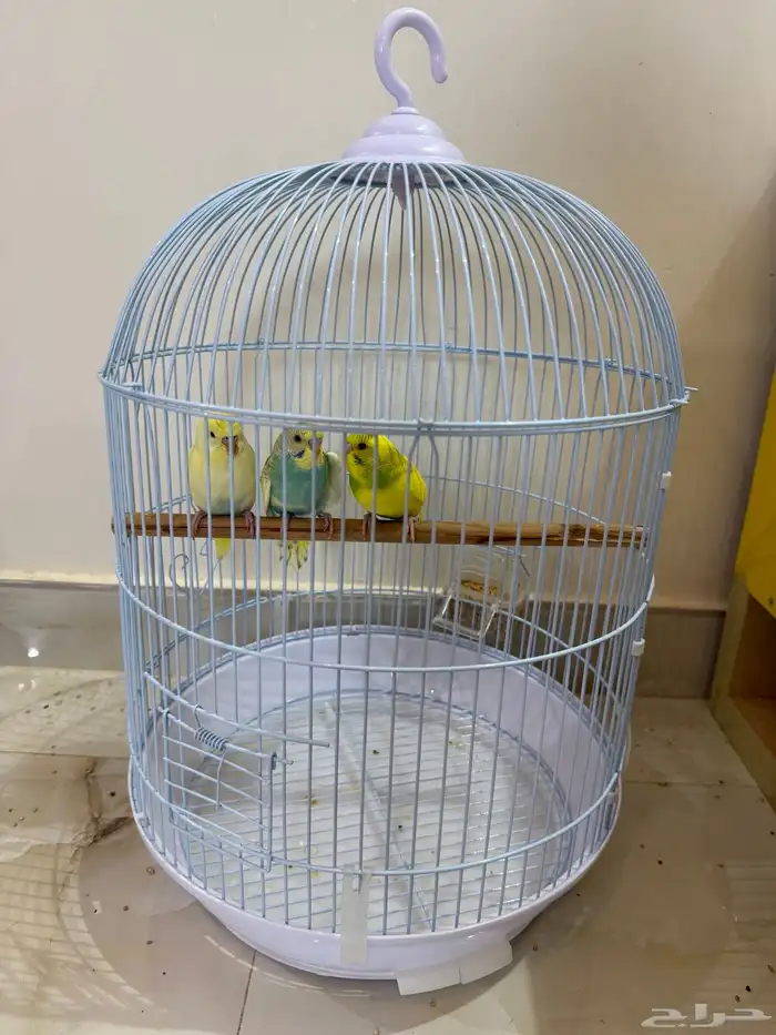 طيور بادجي 1