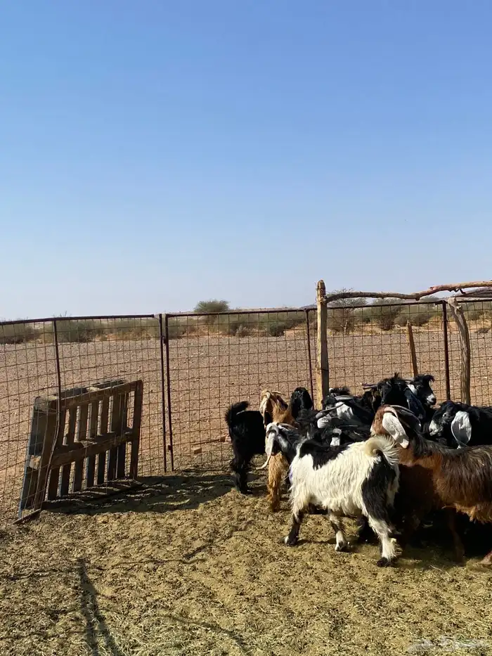 تيوس طيبات 10