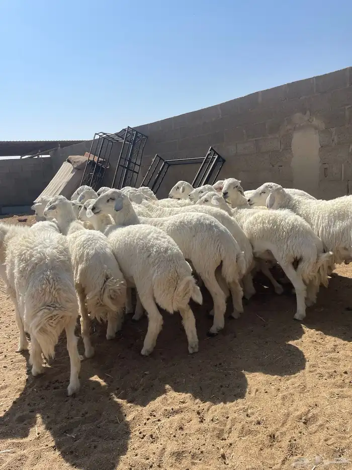 طليان جذعان حريه 1