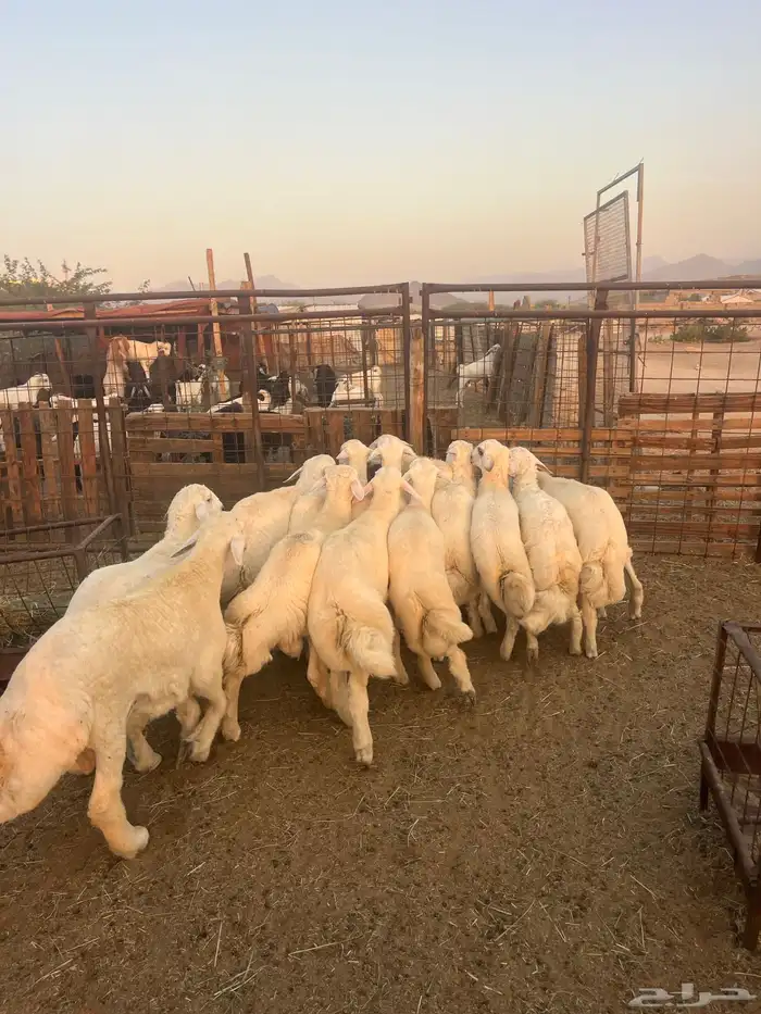 طليان حريه مع الذبح وتوصيل207تقيم إيجابي ولله الحمد 4