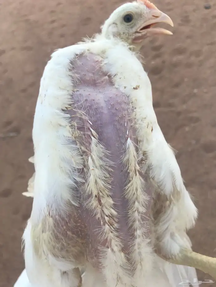 صوص دجاج لاحم 0