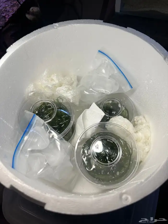 نباتات مائية ( جافا موس ) Java Moss 15