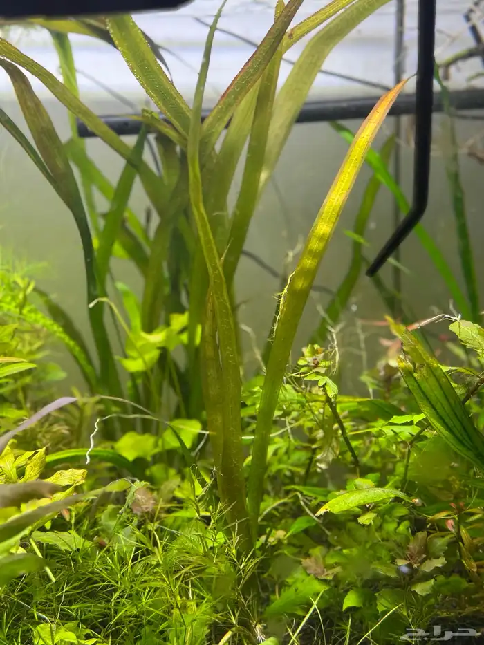 احواض سمك aquarium مزروعة  ونباتات مائية   تصاميم إحترافية 34