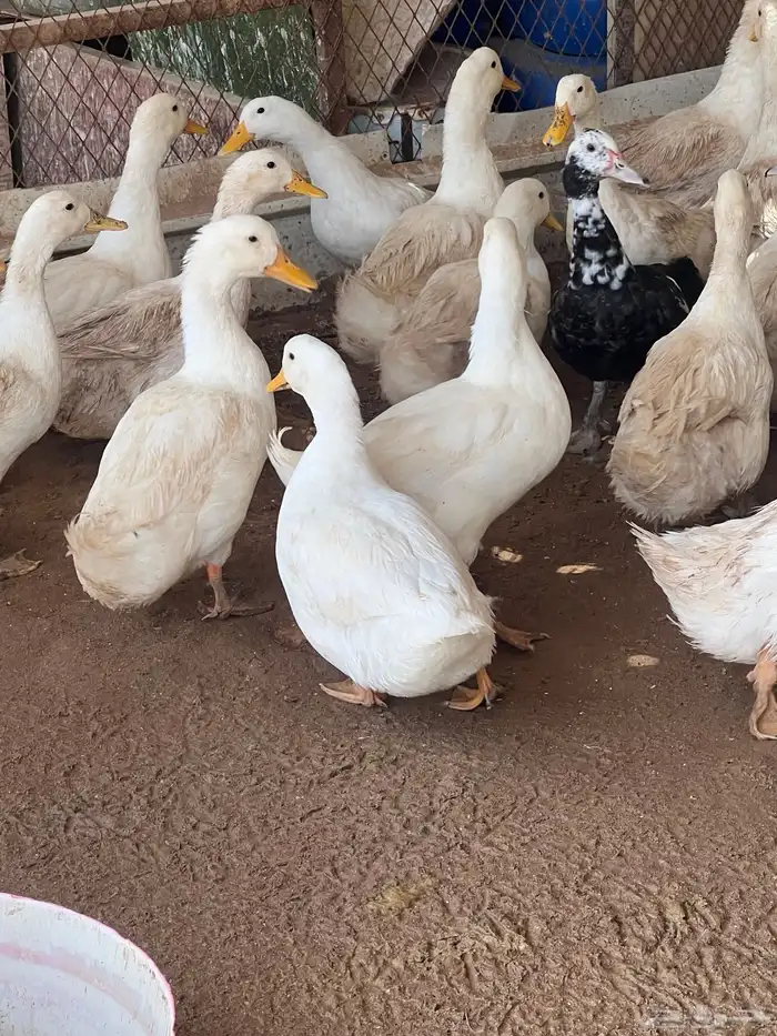 بط كيني وبح للبيع 1