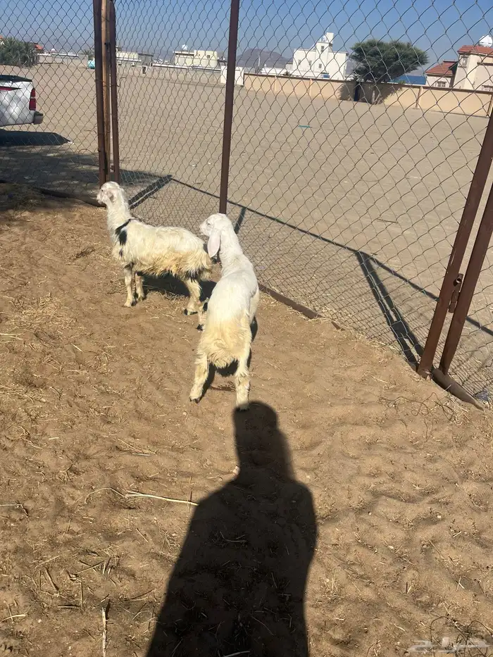 خروفين سمان 0