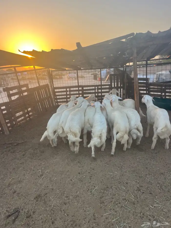 طليان حريه مع الذبح وتوصيل207تقيم إيجابي ولله الحمد 18