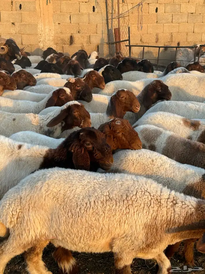 جذعات نعيم 7