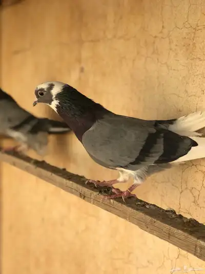 حمام قطيفي   قلابي index