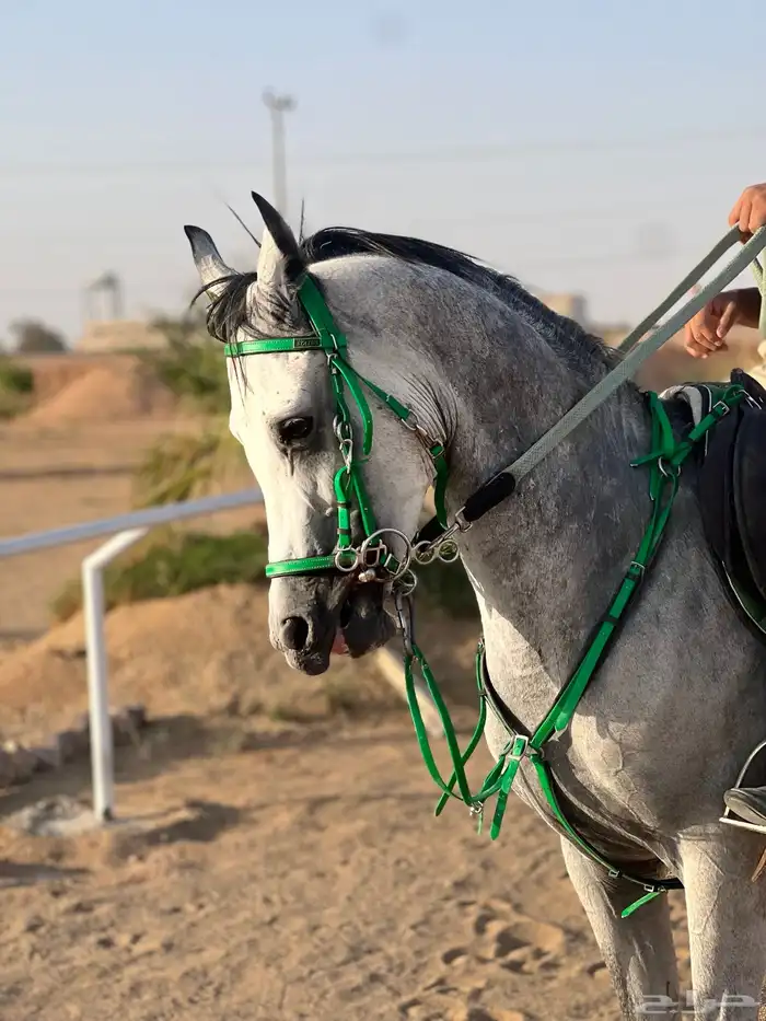 حصان شعبي شيخ 7