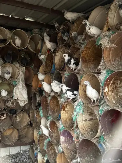 حمام للبيع index